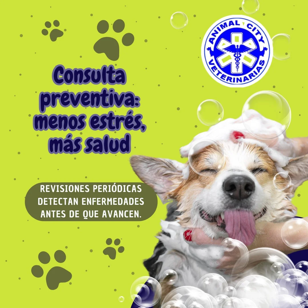 Imagen-de-WhatsApp-2025-06-22-a-las-15.39.48_939b22b5