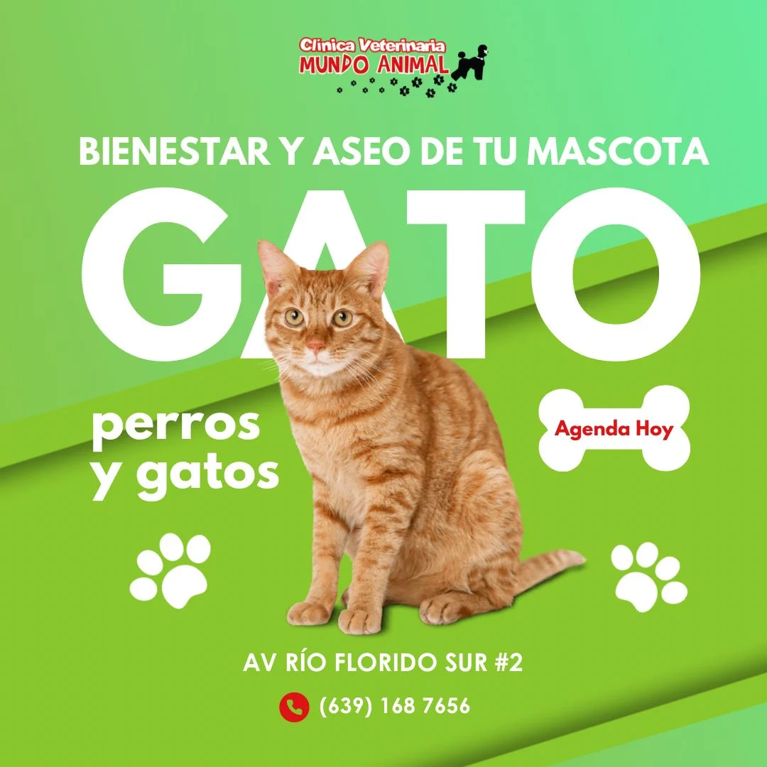 Imagen-de-WhatsApp-2025-06-22-a-las-15.39.48_e80e2b25